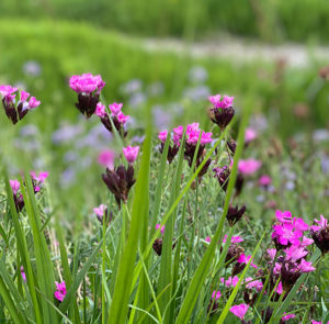 Dianthus carthusianorum - Kartäusernelke – Bild 9