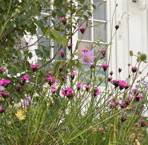 Dianthus carthusianorum - Kartäusernelke – Bild 13