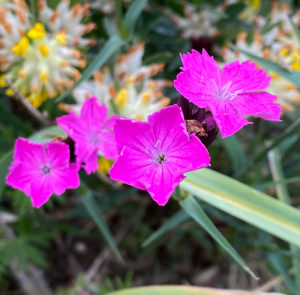 Dianthus carthusianorum - Kartäusernelke – Bild 7