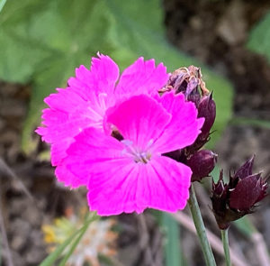 Dianthus carthusianorum - Kartäusernelke – Bild 12