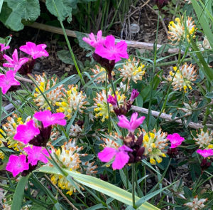 Dianthus carthusianorum - Kartäusernelke – Bild 11
