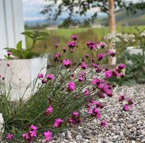 Dianthus carthusianorum - Kartäusernelke – Bild 6