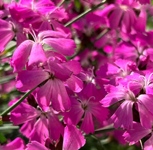 Dianthus carthusianorum - Kartäusernelke – Bild 4