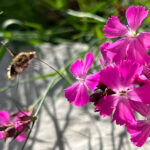 Dianthus carthusianorum - Kartäusernelke