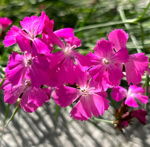 Dianthus carthusianorum - Kartäusernelke – Bild 16