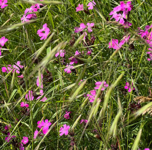Dianthus carthusianorum - Kartäusernelke – Bild 5