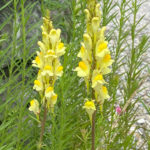 Echtes Leinkraut (Linaria vulgaris) Saatgut