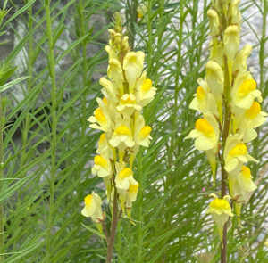 Linaria vulgaris - Echtes Leinkraut – Bild 5