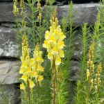 Linaria vulgaris - Echtes Leinkraut