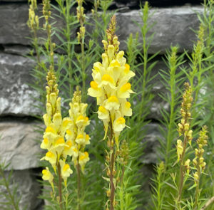 Linaria vulgaris - Echtes Leinkraut