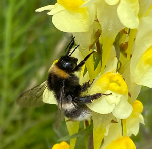 Linaria vulgaris - Echtes Leinkraut – Bild 2