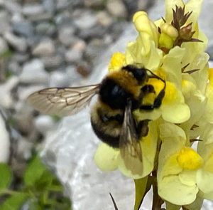 Linaria vulgaris - Echtes Leinkraut – Bild 7
