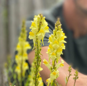 Linaria vulgaris - Echtes Leinkraut – Bild 8