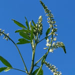 Weißer Steinklee (Melilotus albus) Saatgut