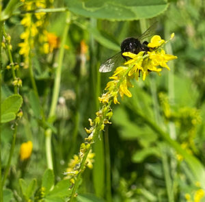 Gelber Steinklee (Melilotus officinalis) Saatgut – Bild 10