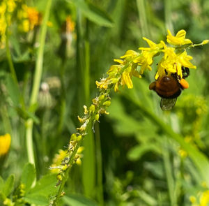 Gelber Steinklee (Melilotus officinalis) Saatgut – Bild 4