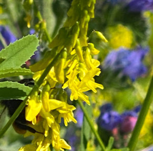 Gelber Steinklee (Melilotus officinalis) Saatgut