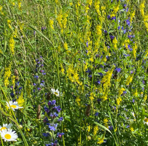 Gelber Steinklee (Melilotus officinalis) Saatgut – Bild 8