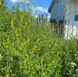 Gelber Steinklee (Melilotus officinalis) Saatgut – Bild 5