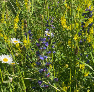Gelber Steinklee (Melilotus officinalis) Saatgut – Bild 6