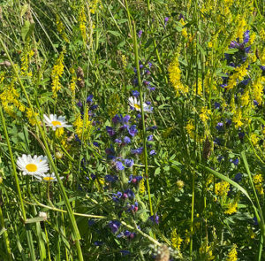 Gelber Steinklee (Melilotus officinalis) Saatgut – Bild 7