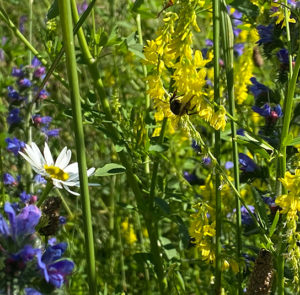Gelber Steinklee (Melilotus officinalis) Saatgut – Bild 2