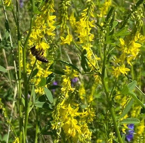 Gelber Steinklee (Melilotus officinalis) Saatgut – Bild 3
