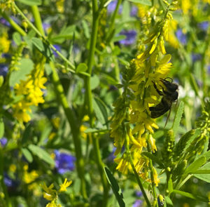Gelber Steinklee (Melilotus officinalis) Saatgut – Bild 9