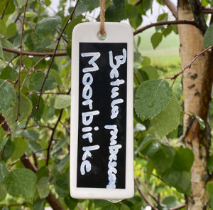 Namensschild Betula