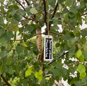 Namensschild Betula – Bild 6