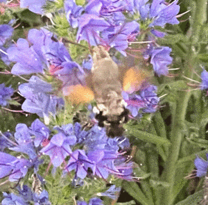 Echium vulgare - Natternkopf – Bild 17