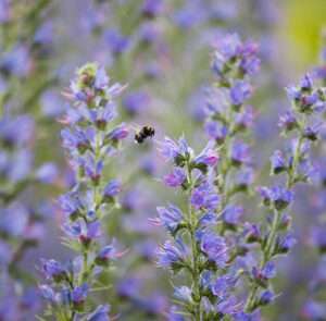 Echium vulgare - Natternkopf – Bild 3