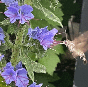 Echium vulgare - Natternkopf – Bild 16