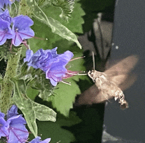 Echium vulgare - Natternkopf – Bild 5