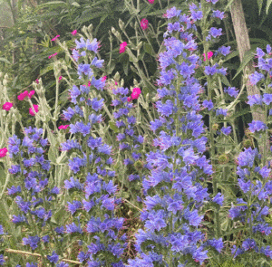 Echium vulgare - Natternkopf – Bild 4