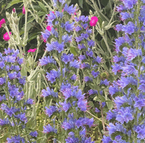 Echium vulgare - Natternkopf – Bild 15