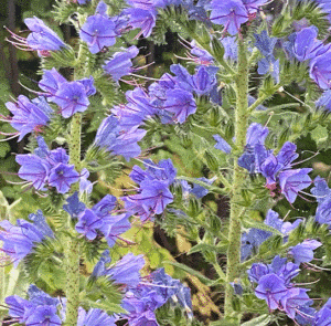 Echium vulgare - Natternkopf – Bild 8