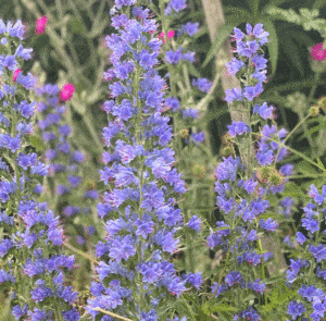 Echium vulgare - Natternkopf – Bild 14