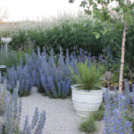 Echium vulgare - Natternkopf