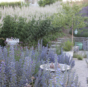 Echium vulgare - Natternkopf – Bild 10
