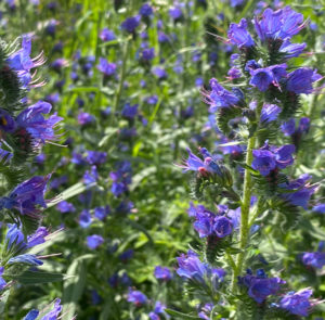 Echium vulgare - Natternkopf – Bild 9