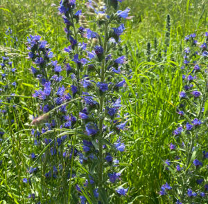 Echium vulgare - Natternkopf – Bild 13