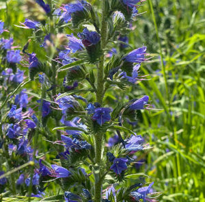 Echium vulgare - Natternkopf – Bild 11