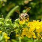 Großer Odermennig (Agrimonia procera ) Saatgut