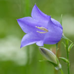 Pfirsichblättrige Glockenblume (Campanula persicifolia) Saatgut