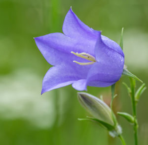 Campanula persicifolia - Pfirsichblättrige Glockenblume