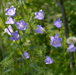 Campanula persicifolia - Pfirsichblättrige Glockenblume – Bild 6
