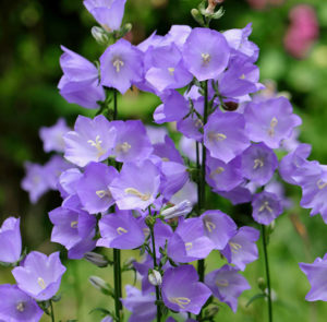 Campanula persicifolia - Pfirsichblättrige Glockenblume – Bild 2