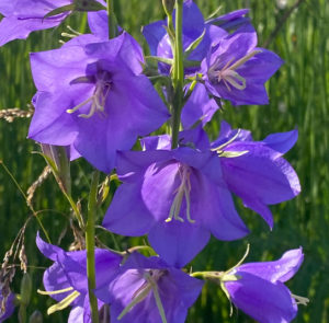 Campanula persicifolia - Pfirsichblättrige Glockenblume – Bild 10