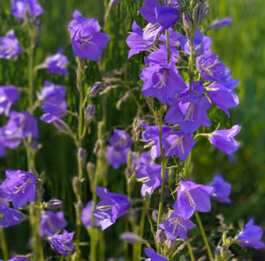 Campanula persicifolia - Pfirsichblättrige Glockenblume – Bild 9